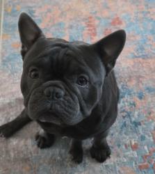 Lost Male Dog last seen Tierra Santa Golf Course Community, Weslaco, TX 78596