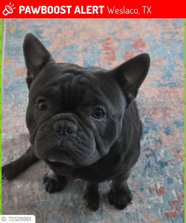 Lost Male Dog last seen Tierra Santa Golf Course Community, Weslaco, TX 78596