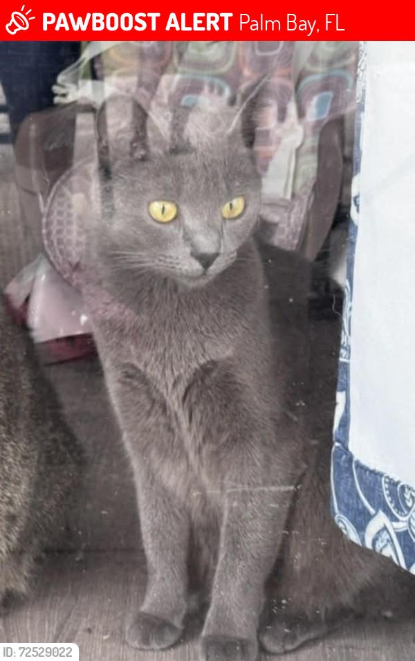 Lost Female Cat last seen Seville st ne , Palm Bay, FL 32909