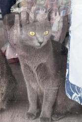 Lost Female Cat last seen Seville st ne , Palm Bay, FL 32909
