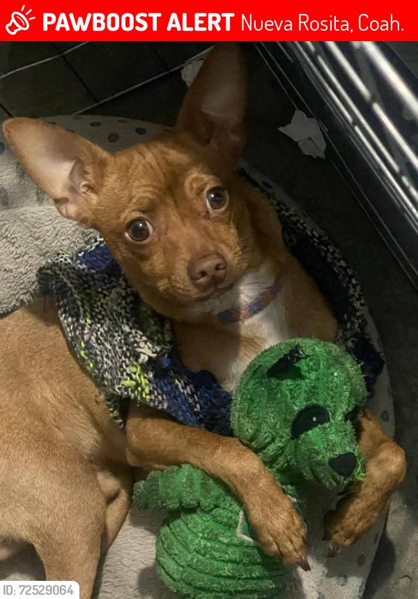 Lost Male Dog last seen Nueva rosita coahuila , Nueva Rosita, Coah. 26870