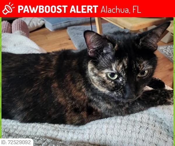 Lost Female Cat last seen Montclair community, Alachua, FL 32615