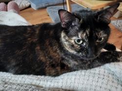 Lost Female Cat last seen Montclair community, Alachua, FL 32615