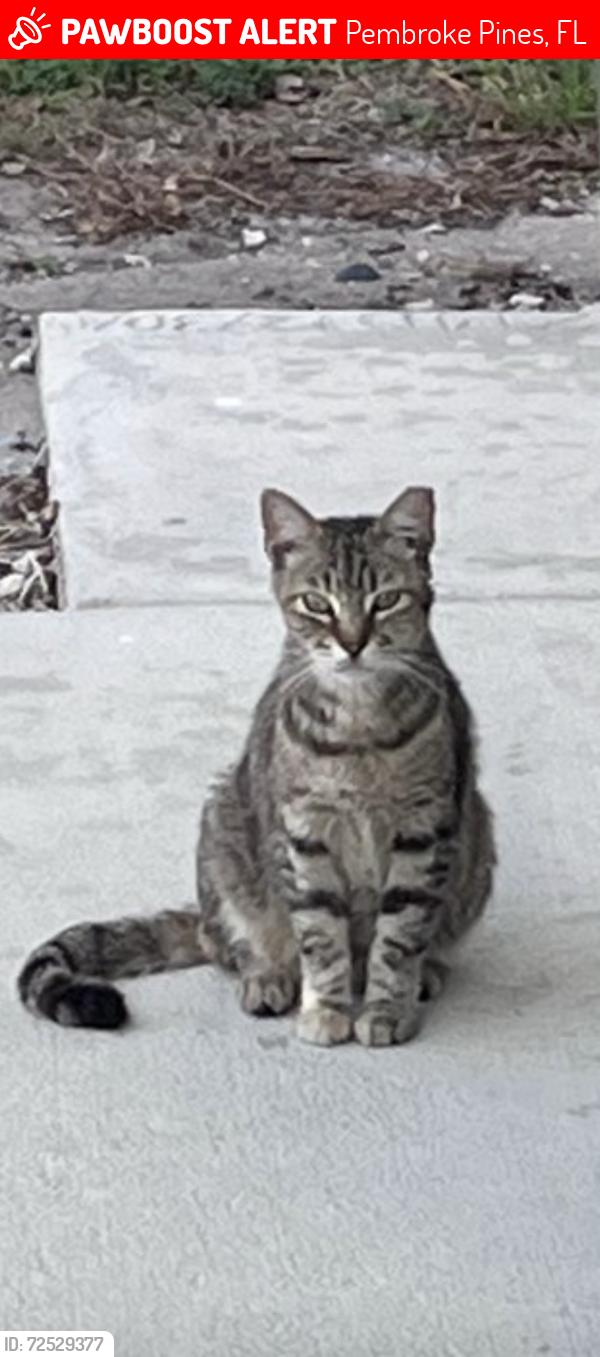 Lost Female Cat last seen Johnson St and NW 77th Way Pembroke Pines, Pembroke Pines, FL 33024
