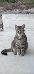 Lost Female Cat last seen Johnson St and NW 77th Way Pembroke Pines, Pembroke Pines, FL 33024