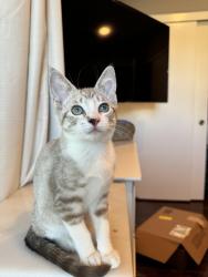 Lost Female Cat last seen Muirlands, Ridgeroute,Rockfield,Lake Forest St, Lake Forest, CA 92630