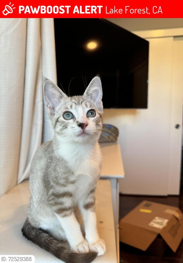 Lost Female Cat last seen Muirlands, Ridgeroute,Rockfield,Lake Forest St, Lake Forest, CA 92630
