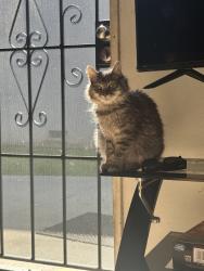 Lost Female Cat last seen Magnolia and winston, Anaheim, CA 92804
