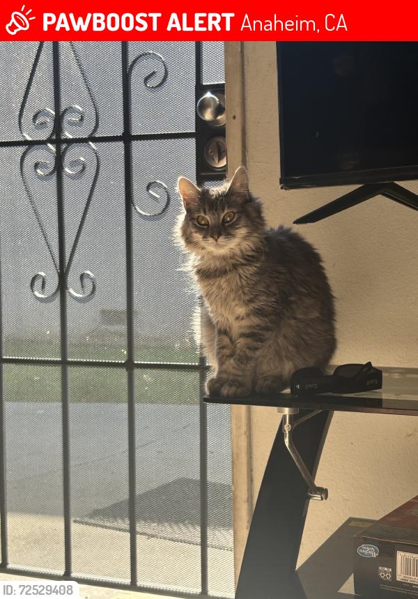 Lost Female Cat last seen Magnolia and winston, Anaheim, CA 92804