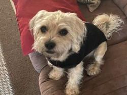 Lost Male Dog last seen unknowan, Phoenix, AZ 85003