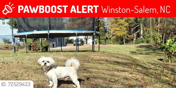 Lost Male Dog last seen Motor rd winston salem , Winston-Salem, NC 27105