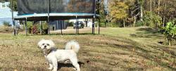 Lost Male Dog last seen Motor rd winston salem , Winston-Salem, NC 27105