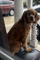 Lost Male Dog last seen Parkway and poinsettia, El Monte, CA 91732