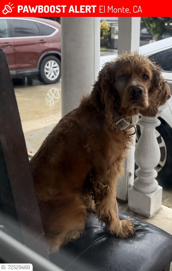 Lost Male Dog last seen Parkway and poinsettia, El Monte, CA 91732
