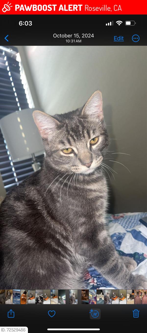 Lost Male Cat last seen Opportunity drive , Roseville, CA 95678