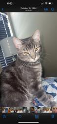 Lost Male Cat last seen Opportunity drive , Roseville, CA 95678
