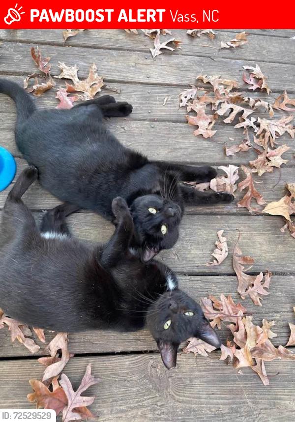 Lost Female Cat last seen Father Vincent Capodanno High School, Vass, NC 28394