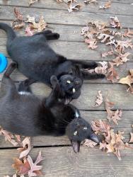Lost Female Cat last seen Father Vincent Capodanno High School, Vass, NC 28394