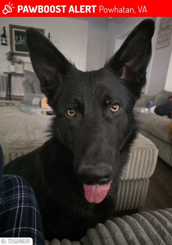 Lost Male Dog last seen Palmore Road Powhatan VA, Powhatan, VA 23139