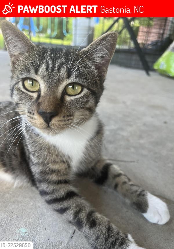 Lost Male Cat last seen Linwood rd nc Gastonia , Gastonia, NC 28052