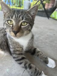 Lost Male Cat last seen Linwood rd nc Gastonia , Gastonia, NC 28052