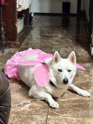 Lost Female Dog last seen Pino lane, Austin, TX 78744