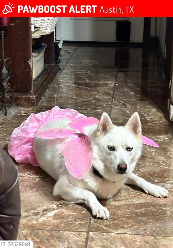 Lost Female Dog last seen Pino lane, Austin, TX 78744