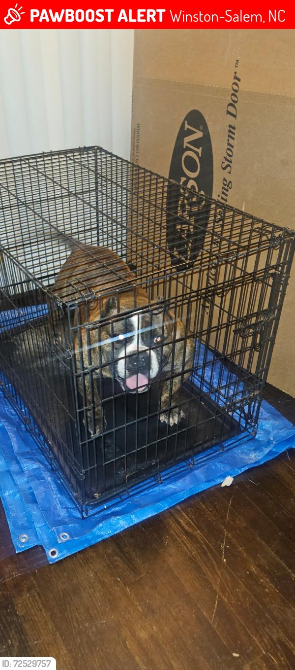 Lost Male Dog last seen East Winston...East Third St/Graham Ave/First St , Winston-Salem, NC 27101