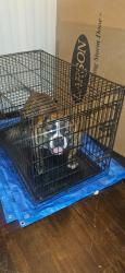 Lost Male Dog last seen East Winston...East Third St/Graham Ave/First St , Winston-Salem, NC 27101