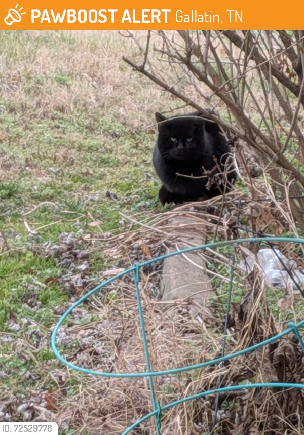 Found/Stray Male Cat last seen Long Hollow Pike , Gallatin, TN 37066