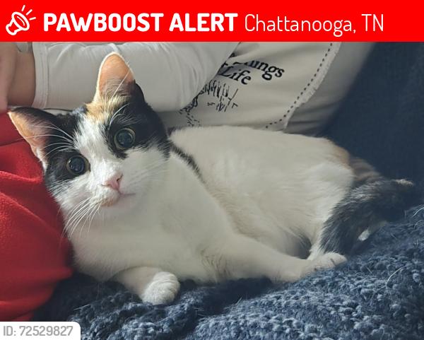 Lost Female Cat last seen Sterling farms, Chattanooga, TN 37406