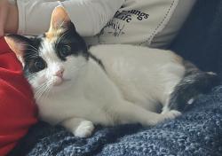 Lost Female Cat last seen Sterling farms, Chattanooga, TN 37406