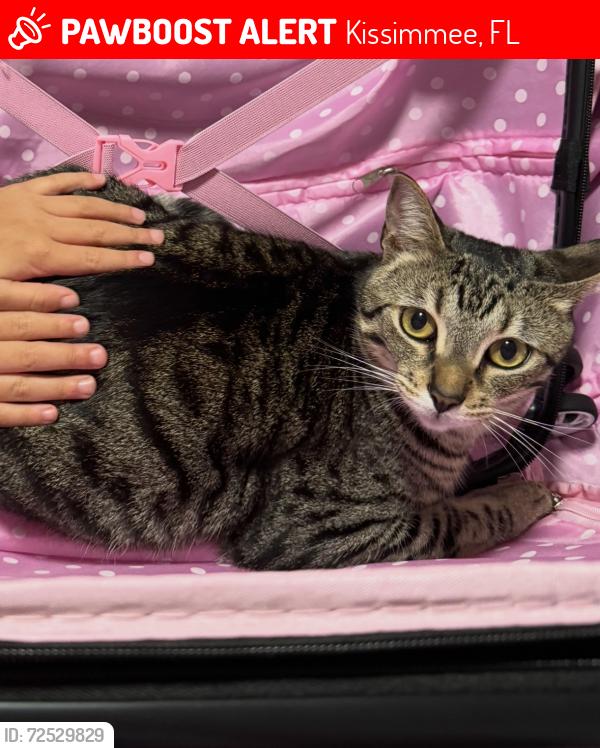 Lost Male Cat last seen Near hunter circle, Kissimmee, FL 34758