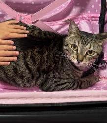 Lost Male Cat last seen Near hunter circle , Kissimmee, FL 34758