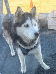 Lost Male Dog last seen 90th St. East & Ave R | Near Jackie Robinson Park | Littlerock, CA, Los Angeles County, CA 93543