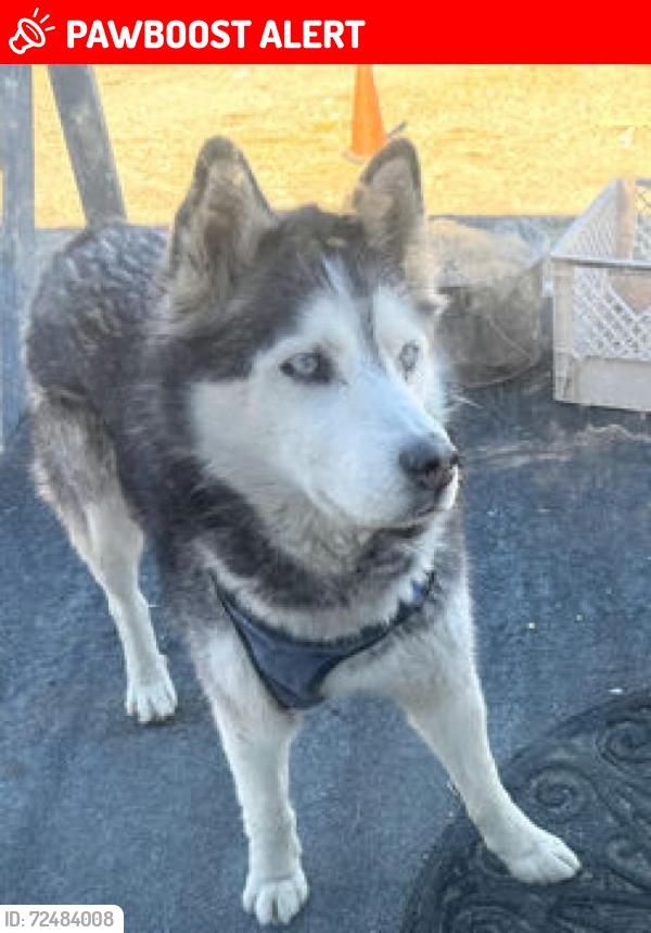 Lost Male Dog last seen 90th St. East & Ave R | Near Jackie Robinson Park | Littlerock, CA, Los Angeles County, CA 93543