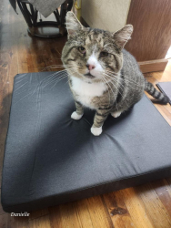 Lost Male Cat last seen Woodell Ave Ramseur NC , Ramseur, NC 27316