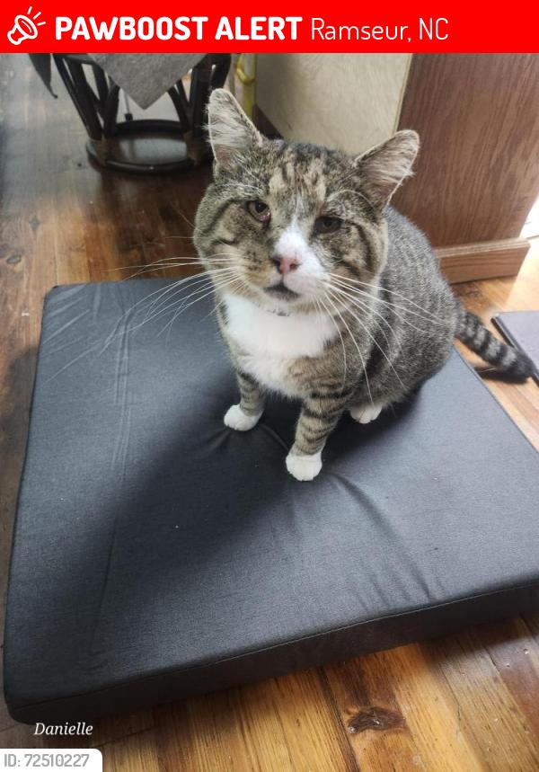 Lost Male Cat last seen Woodell Ave Ramseur NC , Ramseur, NC 27316