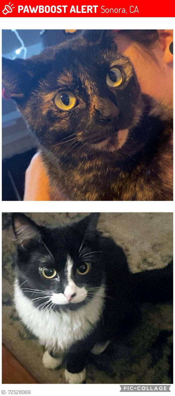 Lost Female Cat last seen North sunshine rd. (Car wash) longway, Sonora, CA 95370