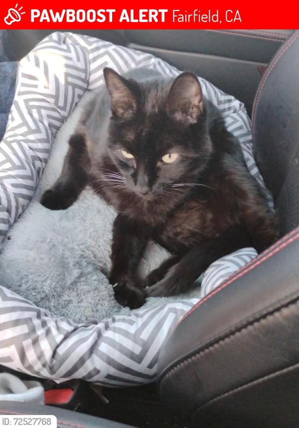 Lost Female Cat last seen E. Tabor Ave Fairfield or near the mall., Fairfield, CA 94533