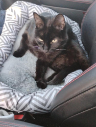 Lost Female Cat last seen E. Tabor Ave Fairfield or near the mall., Fairfield, CA 94533