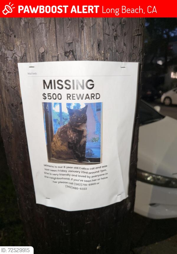 Lost Female Cat last seen 10th and Gladys 10th and Temple , Long Beach, CA 90804