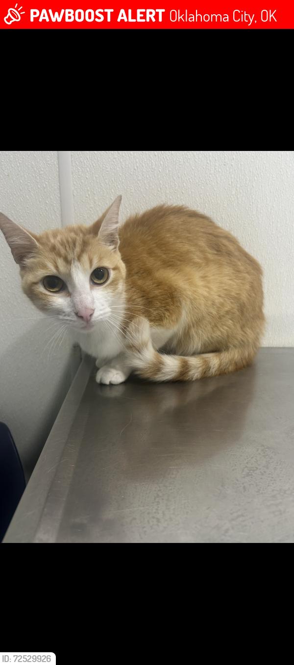 Lost Female Cat last seen SE 48th Pl and S Rhode Island Ave, Oklahoma City, OK 73129