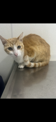 Lost Female Cat last seen SE 48th Pl and S Rhode Island Ave, Oklahoma City, OK 73129