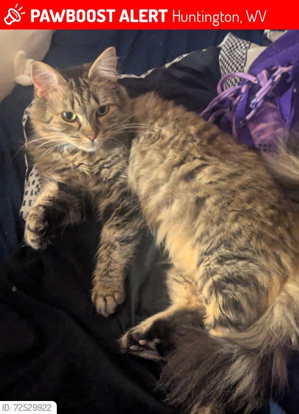 Lost Female Cat last seen 10th ave & 12th ave, Huntington, WV 25701