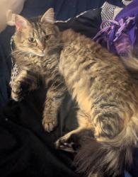Lost Female Cat last seen 10th ave & 12th ave, Huntington, WV 25701