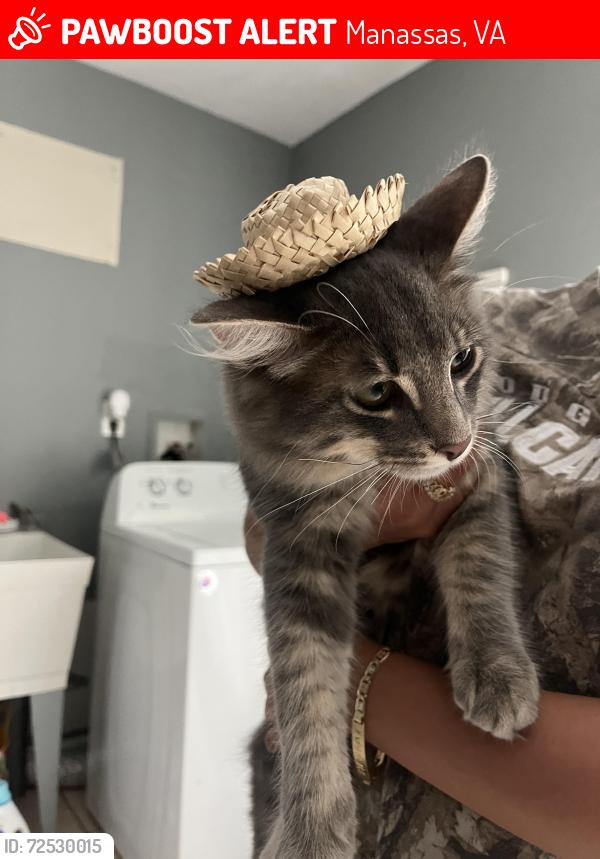Lost Male Cat last seen Near beech place manassas va 20110, Manassas, VA 20110