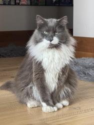 Lost Male Cat last seen Linney and Cameron Bridge Road, Bozeman, MT 59718