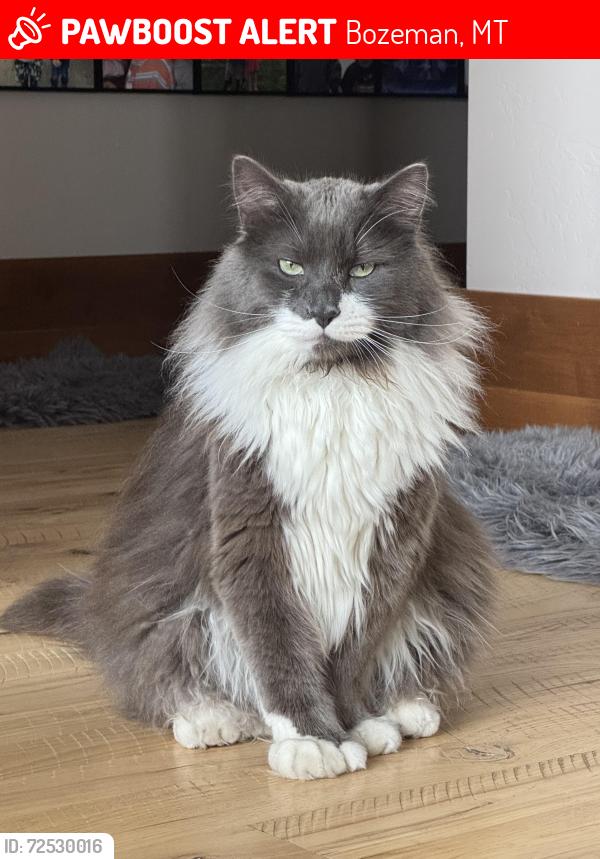 Lost Male Cat last seen Linney and Cameron Bridge Road, Bozeman, MT 59718