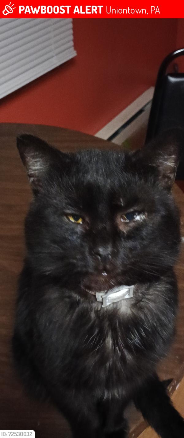 Lost Male Cat last seen Easy street, Polish club , Uniontown, PA 15401